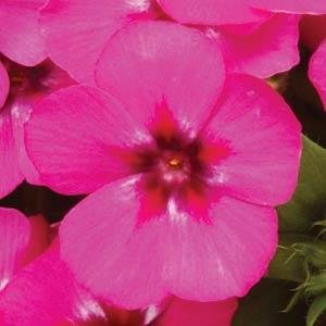 Флокс Друммонда (Phlox drummondii) Флокс Друммонда (Phlox drummondii)