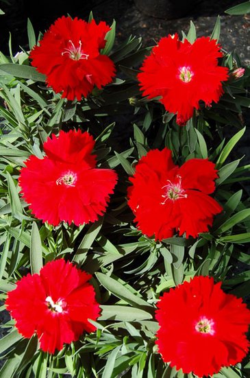 Гвоздика китайская (Dianthus chinensis)