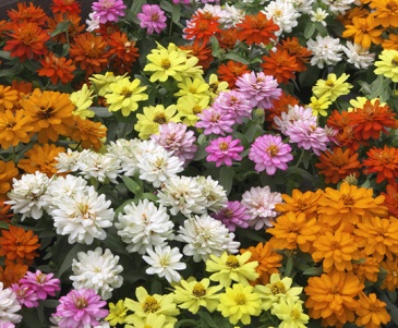 Цинния изящная (Zinnia elegans)