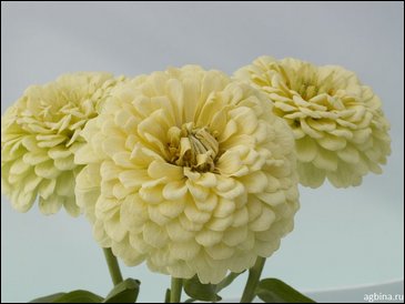 Цинния изящная (Zinnia elegans)