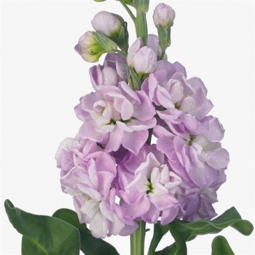 Левкой седой (Matthiola incana)