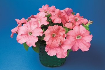 Петуния крупноцветковая (Petunia grandiflora)