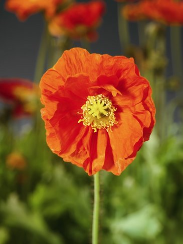 Мак голостебельный (Papaver nudicaule)