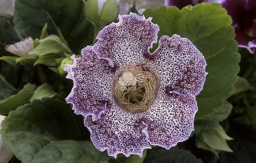 Глоксиния гибридная (Sinningia hybrida)