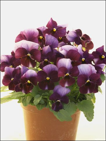 Виола гибридная (Viola wittrockiana x cornuta)