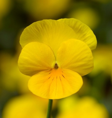 Виола рогатая (Viola cornuta)