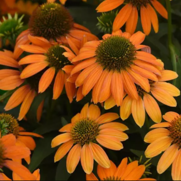 Эхинацея гибридная (Echinacea purpurea)