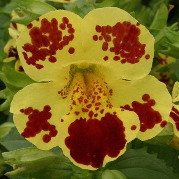 Губастик гибридный (Mimulus x hybrida)
