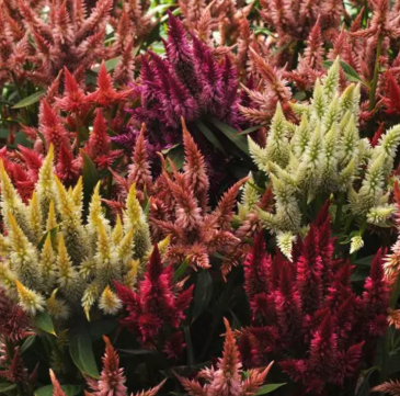 Целозия колосистая (перистая) (Celosia spicata)