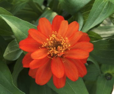 Цинния изящная (Zinnia elegans)