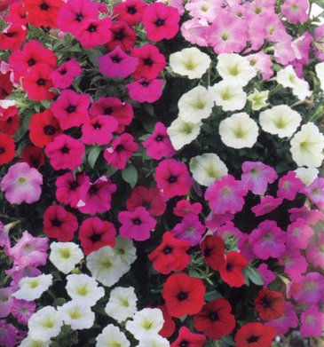 Петуния ампельная гибридная (Petunia х hybrida)