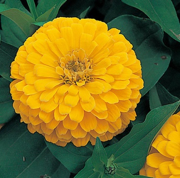 Цинния изящная (Zinnia elegans)