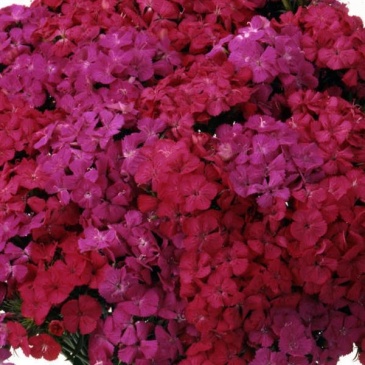 Гвоздика турецкая (Dianthus barbatus)