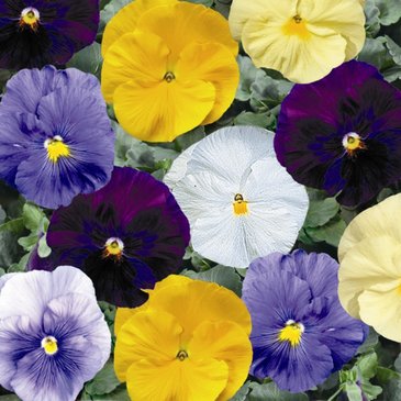 Виола Виттрока (Viola wittrockiana)