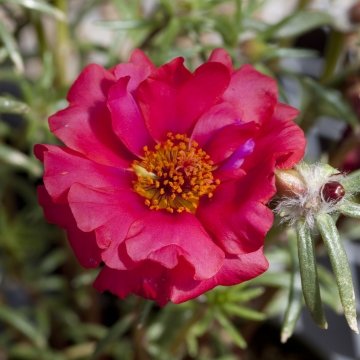 Портулак крупноцветковый (Portulaca grandiflora) Портулак крупноцветковый (Portulaca grandiflora)