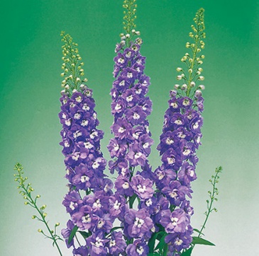Дельфиниум высокий (Delphinium elatum)