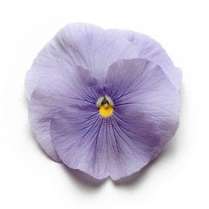 Виола виттрока (Viola wittrockiana)