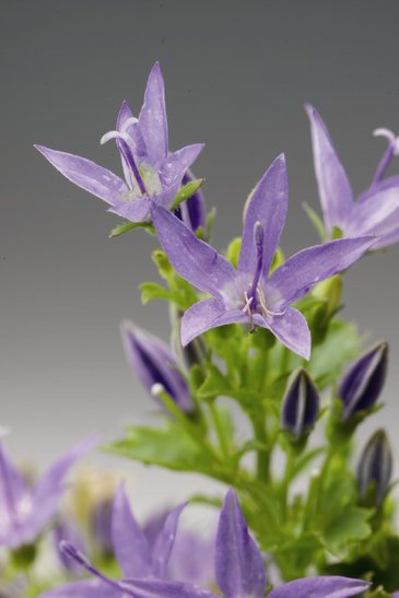 Колокольчик гарганский (Campanula garganica)