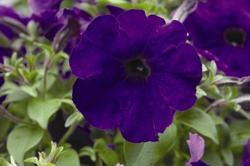 Петуния ампельная гибридная (Petunia x hybrida)