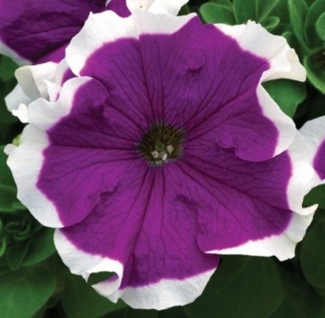 Петуния крупноцветковая (Petunia grandiflora)