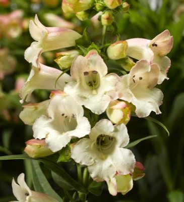Пенстемон Хартвига (Penstemon hartwegii)