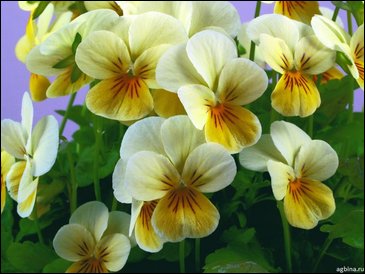Виола рогатая (Viola cornuta)