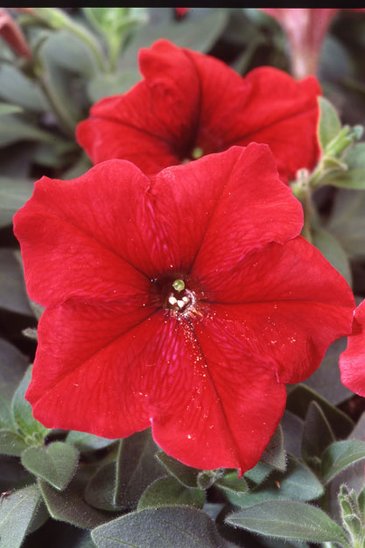 Петуния многоцветковая (Petunia multiflora)