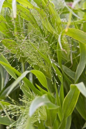 Просо изящное (Panicum elegans)
