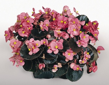 Бегония вечноцветущая (бронзовая листва) (Begonia semperflorens)