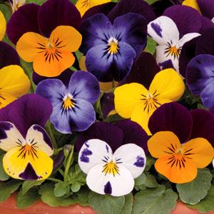 Виола рогатая (Viola cornuta)