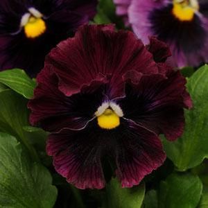 Виола виттрока махровая (Viola wittrockiana)