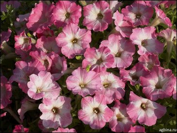 Петуния ампельная гибридная (Petunia x hybrida)