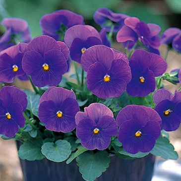 Виола рогатая (Viola cornuta)