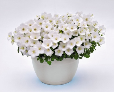 Колокольчик карпатский (Campanula carpatica)