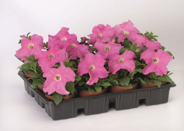 Петуния крупноцветковая (Petunia grandiflora)