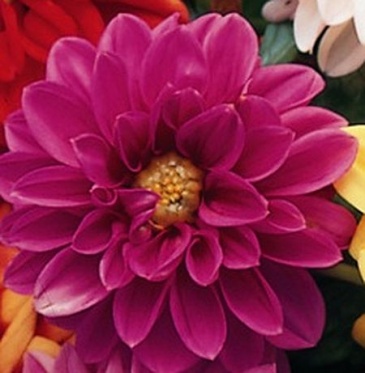 Георгина изменчивая (Dahlia variabilis)