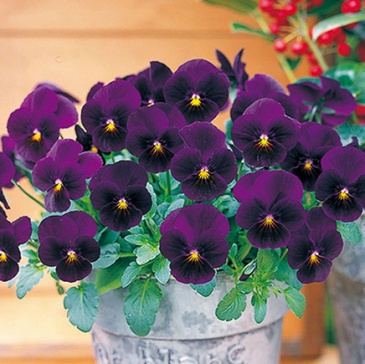 Виола рогатая ампельная (Viola cornuta)