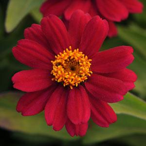Цинния мариландская (Zinnia marylandica)