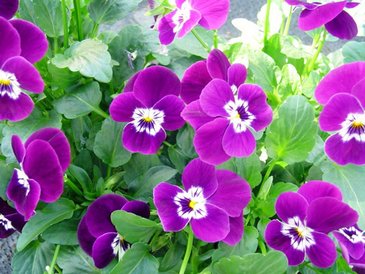 Виола рогатая (Viola cornuta)