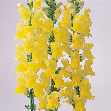 Львиный зев (Антирринум) большой (Antirrhinum majus)