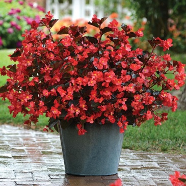 Бегония гибридная (бронзовая листва) (Begonia hybrida)