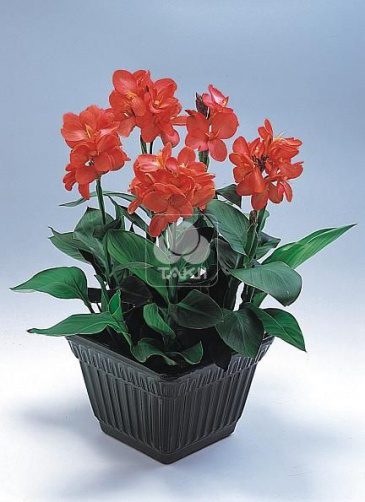 Канна садовая (Canna generalis)