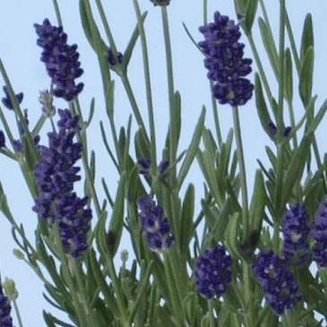 Лаванда узколистная (Lavandula angustifolia)