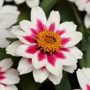 Цинния мариландская (Zinnia marylandica)