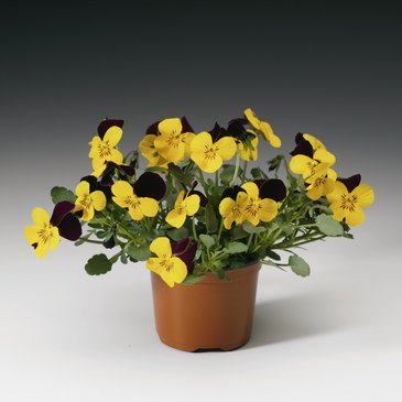 Виола рогатая (Viola cornuta)