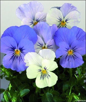 Виола гибридная (Viola wittrockiana x cornuta)