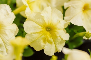 Петуния многоцветковая (генетически компактная) (Petunia multiflora)