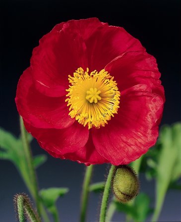 Мак голостебельный (Papaver nudicaule)