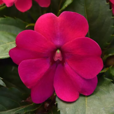 Бальзамин гибридный межвидовой (Impatiens walleriana)