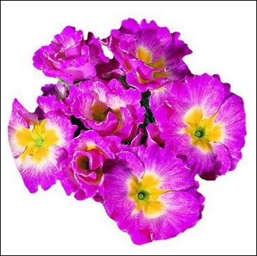 Примула бесстебельная (Primula acaulis)